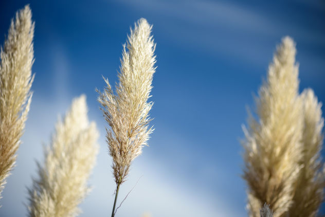 Camargue Autumn Afternoon - image gratuit #450519